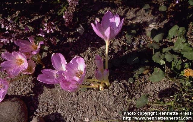 Photo: Colchicum autumnale 1.