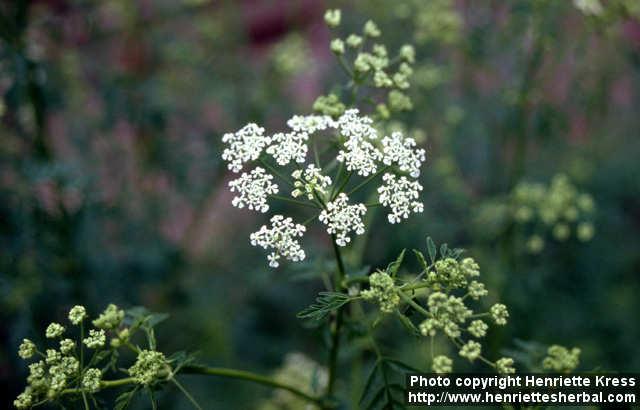 Photo: Conium maculatum.