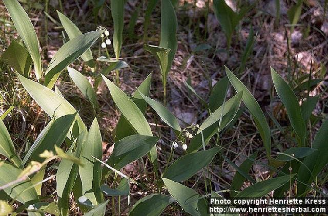 Photo: Convallaria majalis 1.