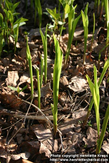 Photo: Convallaria majalis 9.