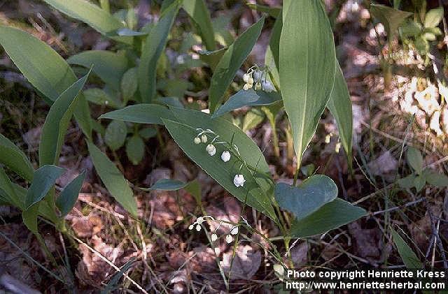 Photo: Convallaria majalis.