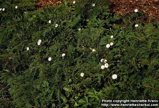 Photo: Convolvulus arvensis 2.