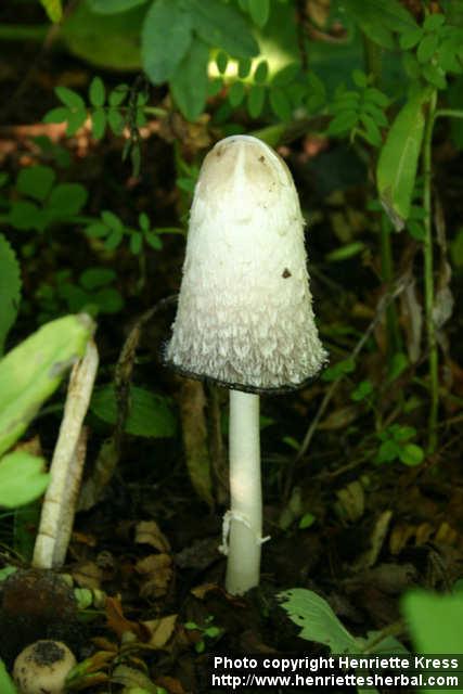 Photo: Coprinus comatus.