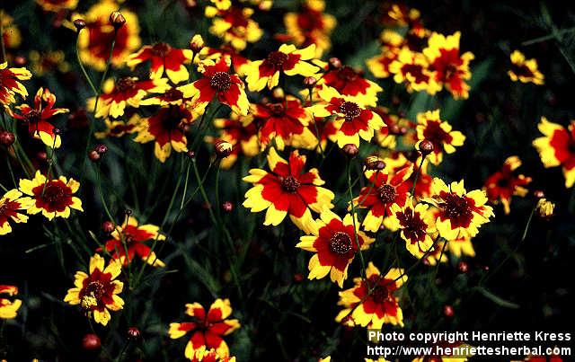 Photo: Coreopsis tinctoria 2.