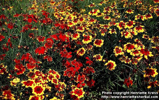 Photo: Coreopsis tinctoria 3.