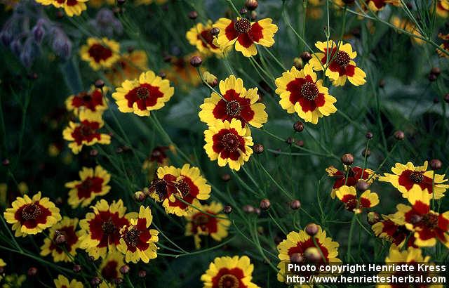 Photo: Coreopsis tinctoria 4.