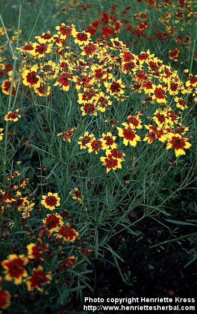 Photo: Coreopsis tinctoria 5.