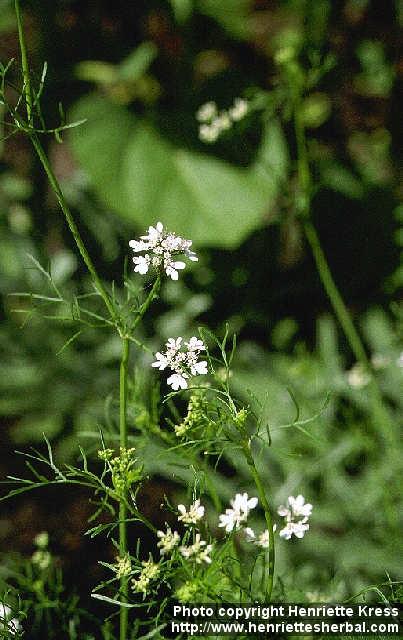 Photo: Coriandrum sativum 1.