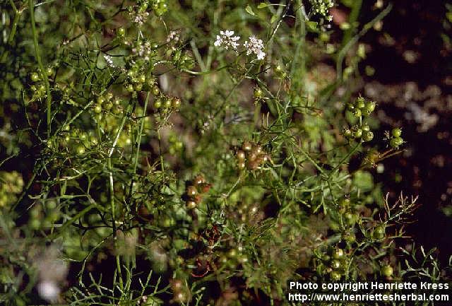 Photo: Coriandrum sativum 2.