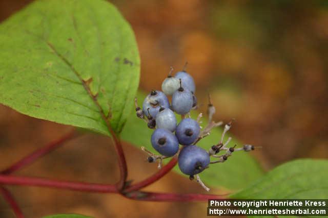 Photo: Cornus alba 3.