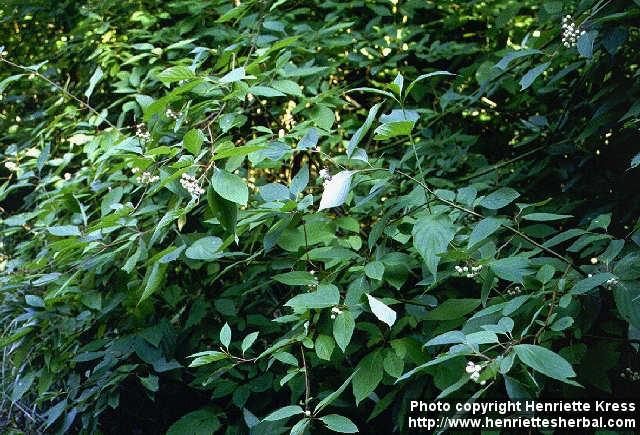 Photo: Cornus alba.