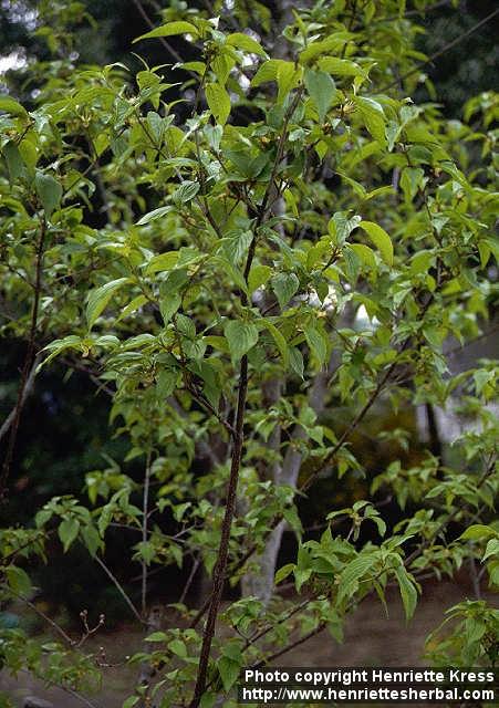 Photo: Cornus officinalis 1.