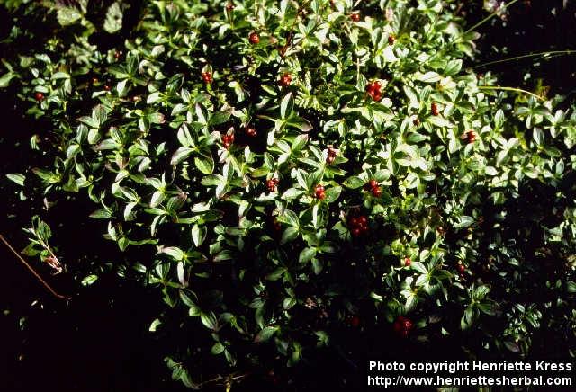 Photo: Cornus suecica 1.