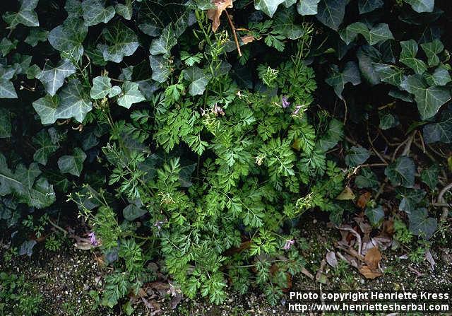 Photo: Corydalis incisa.