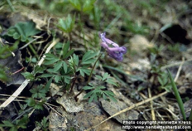 Photo: Corydalis intermedia.