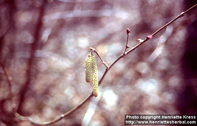 Photo: Corylus avellana 11.