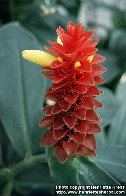 Photo: Costus speciosus 1.