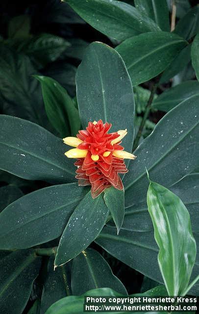 Photo: Costus speciosus.