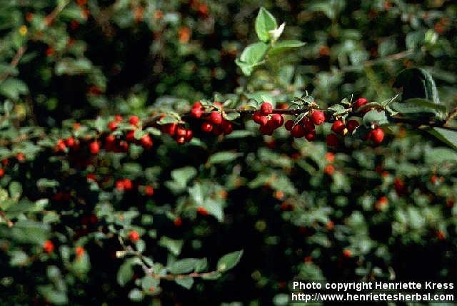 Photo: Cotoneaster integerrimus.