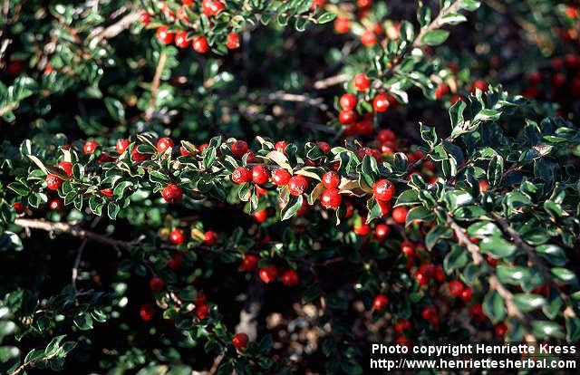 Photo: Cotoneaster nanshan 2.