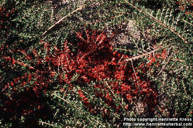 Photo: Cotoneaster nanshan.