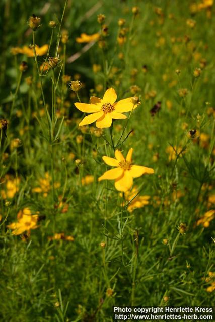 Photo: Coreopsis verticillata 1.