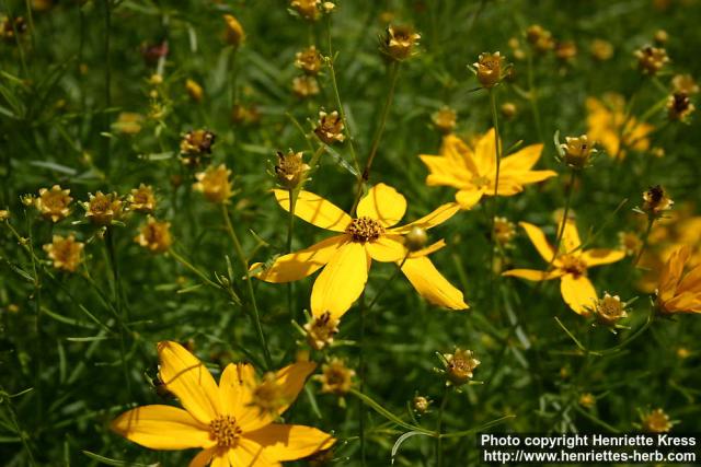 Photo: Coreopsis verticillata 2.