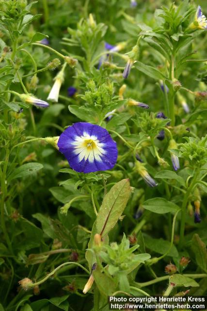 Photo: Convolvulus tricolor.