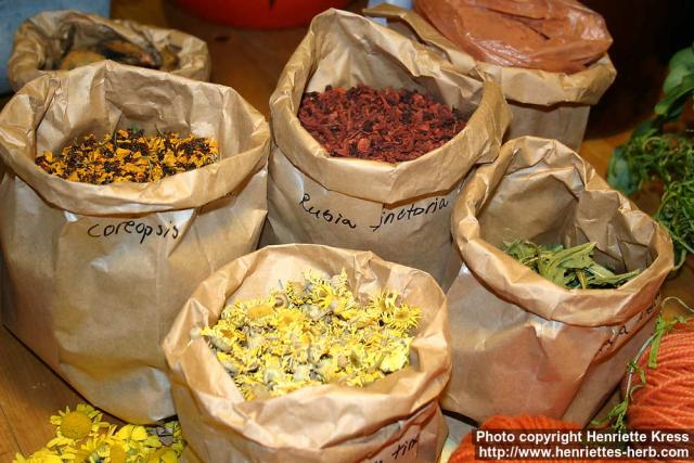 Photo: Dye plants.