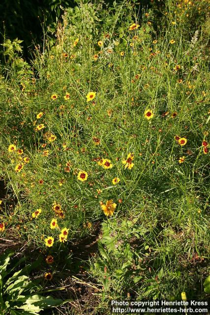 Photo: Coreopsis tinctoria 9.