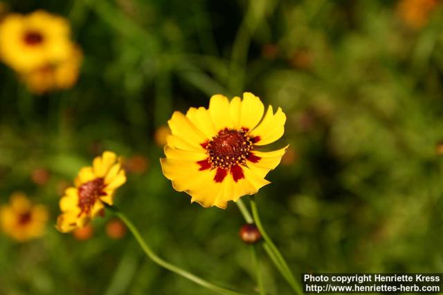 Photo: Coreopsis tinctoria 10.