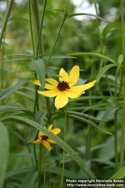 Photo: Coreopsis tripteris 2.