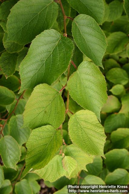 Photo: Corylus americana.