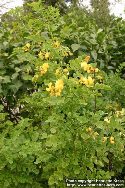 Photo: Colutea arborescens 1.