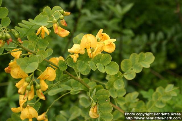 Photo: Colutea arborescens 2.