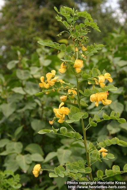 Photo: Colutea arborescens 3.