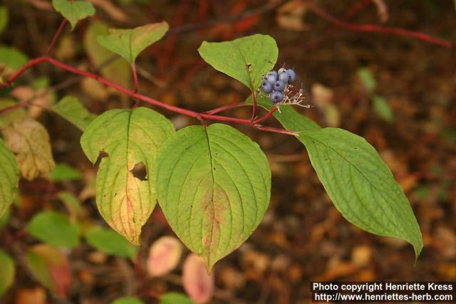 Photo: Cornus alba 2.