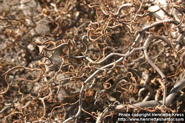 Photo: Corylus avellana cont 2.