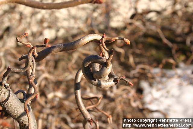 Photo: Corylus avellana cont 3.