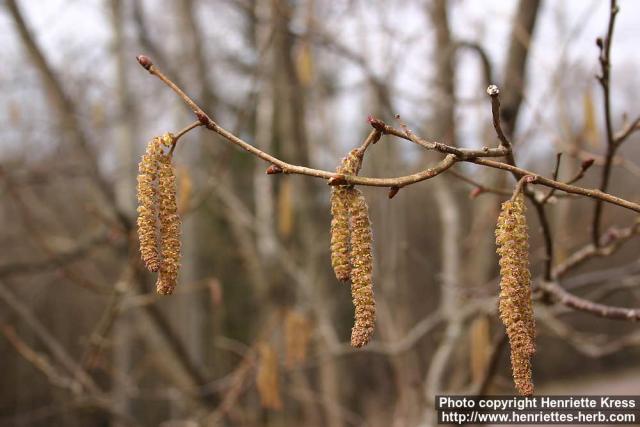 Photo: Corylus avellana 12.