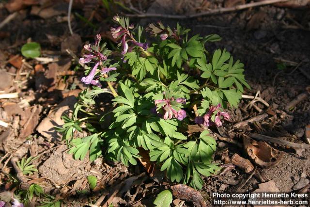 Photo: Corydalis solida 5.