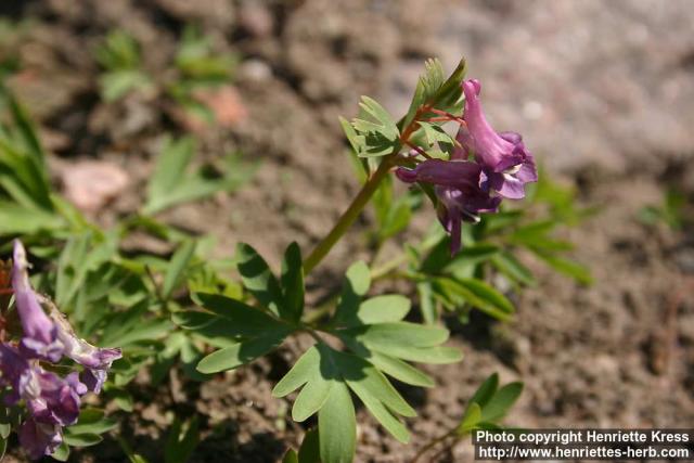 Photo: Corydalis solida 7.