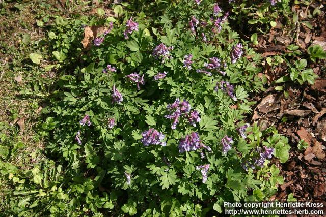 Photo: Corydalis solida 9.