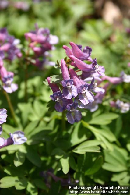 Photo: Corydalis solida 10.