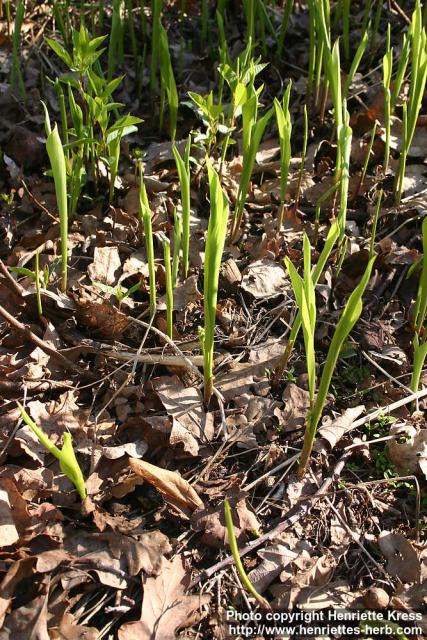 Photo: Convallaria majalis 10.