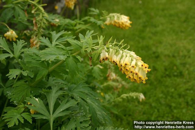 Photo: Corydalis nobilis 2.