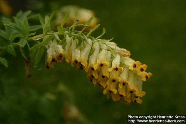 Photo: Corydalis nobilis 3.