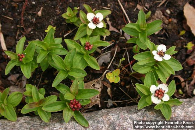 Photo: Cornus suecica 3.