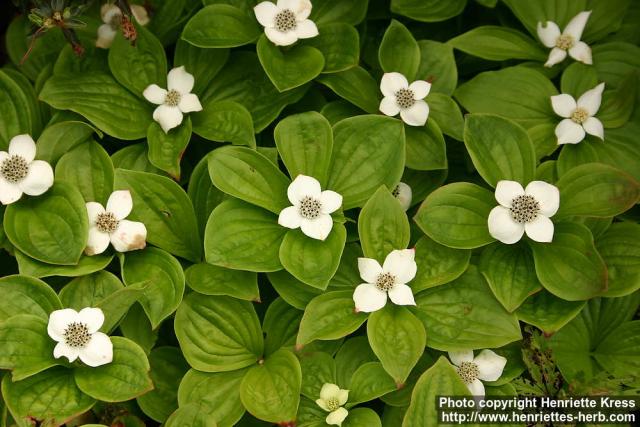 Photo: Cornus canadensis 1.