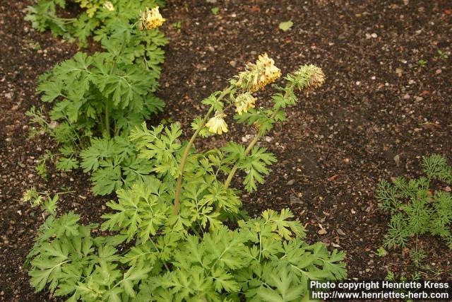 Photo: Corydalis nobilis 4.